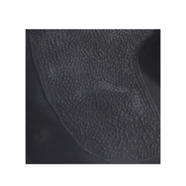 Guante Negro Látex 18" Contra Ácidos 56-450 Dermacare - Image 2